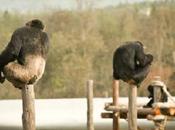 Primates ritmo blues