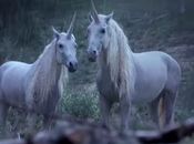 Canal+ verdad sobre unicornios