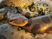 Descubierto fósil serpientes patas brecha conocimiento evolución ofidios
