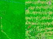impresionantes imágenes muestran gran deforestación