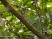 Bailarín verde (Wing-barred Manakin) Piprites chloris