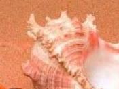 Reseña Señor Moscas