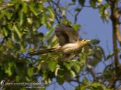 Crespín (Striped Cuckoo) Tapera naevia