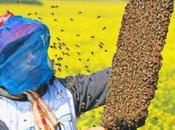 BANGLADESH: Abejas plantación mostaza Bees planting mustard