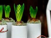 PLANTAS ENLATADAS: #DiarioDeco11 Sorteo