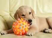 estudio confirma perros quieren juguetes nuevos