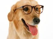 Ejercitando mente nuestras mascotas.