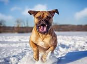 ¿Por perro congelan patas nieve?