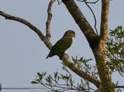 Loro maitaca (Scaly-headed parrot) Pionus maximiliani
