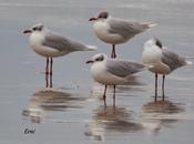 Gaviotas nombre apellido