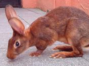 Belgian Hare, raza laboratorio