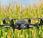 Beneficio drones campo agropecuario