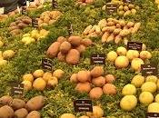 Patatas: trabajar justo