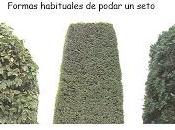 Setos arte podar