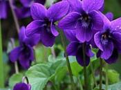 Tributo aroma pura vida: violetas