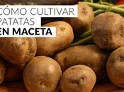 Cómo cultivar patatas maceta