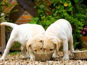 ¿Cúantas veces puede comer Perro Labrador?