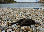 Petición información: muertes accidentales cormoranes moñudos aparejos pesca