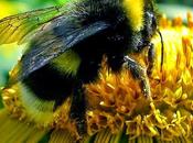 Otro polinizador Other pollinator. Bombus.