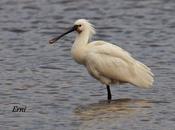 Espátulas otto overdijk