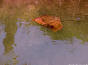 agua lleva
