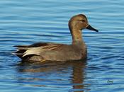 ¿qué antes, ornitólogo fotógrafo?