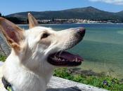 Playa para Perros Municipio Pobra Caramiñal