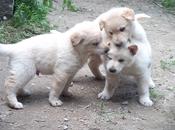 Gala tiene nuevos hermanitos