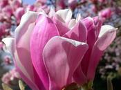 Magnolias