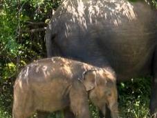 safari Yala