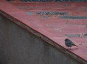 pajarillo