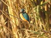 140. Digiscoping Sant Adrià Blauet