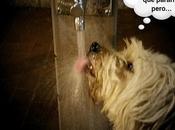 Estamos Agustito LXXXIV. Tengo pararrr, tengo pararrr