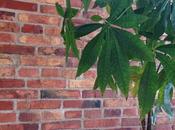 Pared ladrillo