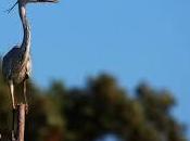 compañera, garza real