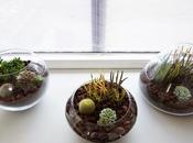 Diy: centros mesa cactus suculentas