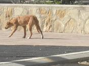 Otra alma abandonada suerte mismos huesos deambulando rumbo (cadiz)