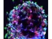 células madre coronan como nuevo hito historia medicina