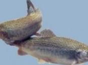 Junta Andalucía realizará sueltas controladas trucha arco iris tres próximos años