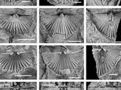 Nuevo género fósil dedicado Comarca Almadén