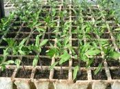 Comienza temporada tomates 2015