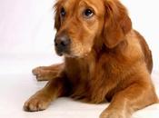 Responsabilidad daños ocasiona perro