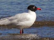 Gaviota cabecinegra nupcial