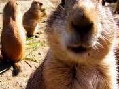 significa soñar marmota