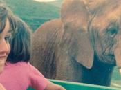 elefante