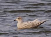 Larus glaucoides salburua