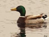 pechiazul entre mosquiteros