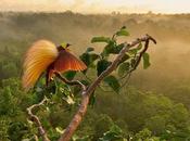 LabofOrnithology: paraiso video)