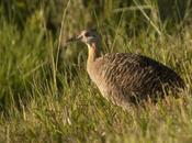 Colorada (Red-winged Tinamou) Rhynchotus rufescens