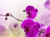 significado soñar orquídeas.